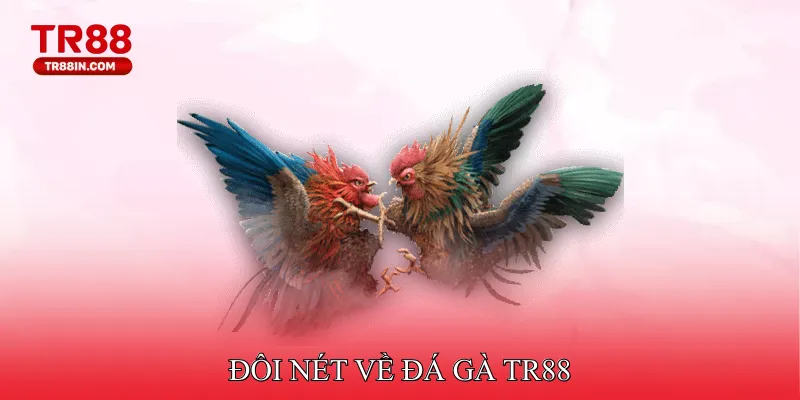 Đôi nét về đá gà TR88
